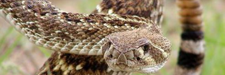 Cover image for post Rattle, Rattle, by Harry_Situation