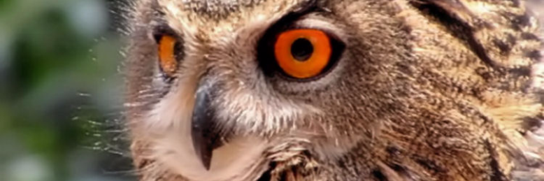 Cover image for post Where will you go?, by ASHernandez