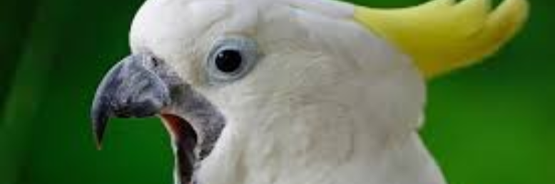 Cover image for post Emotional Connection, by sandflea68