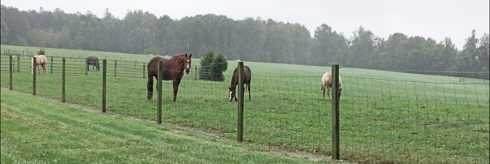 Cover image for post Their sounds, by DavidMassey