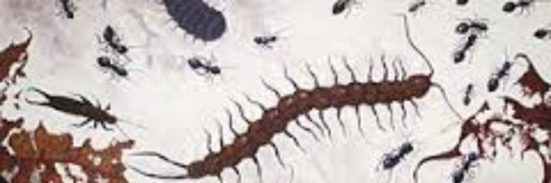 Cover image for post Slither. Bzzz. Silence., by MorpheusInc