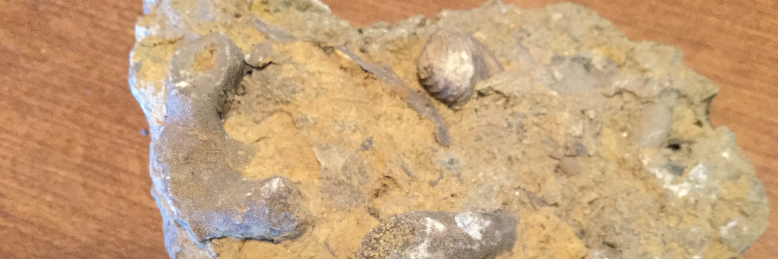 Cover image for post A Paleo's Point of View, by Harry_Situation