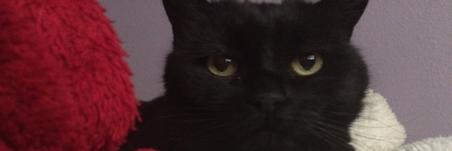 Cover image for post Black Ball of Fur, by mmurphy