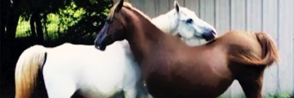 Cover image for post Mares, by Vyxyn