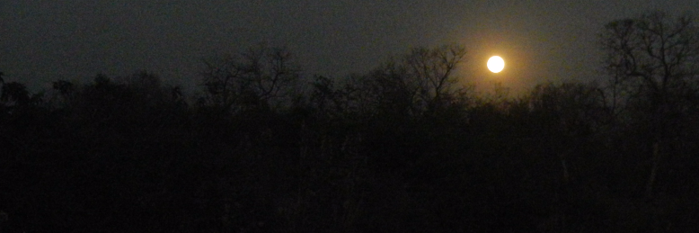 Cover image for post The Fault In Our Stars, by Vibha