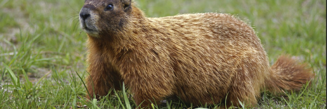 Cover image for post WHAT?, by Yowwa