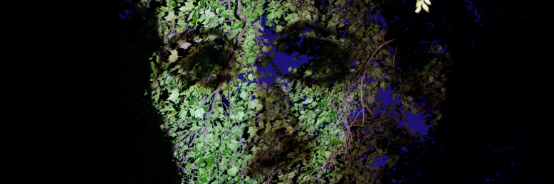 Cover image for post Manzanilla de la Muerte, by HauntedEquinox