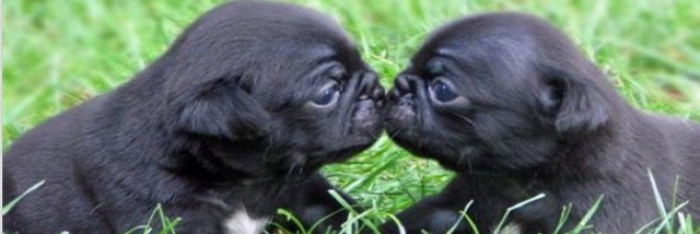 Cover image for post Must be love, by al_