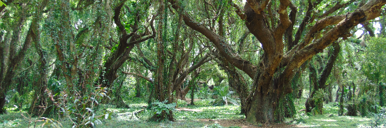 Cover image for post He Called me Bambi, by katrinamae