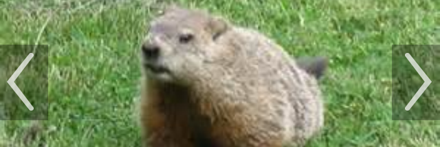 Cover image for post Woodchuck, by Mia_Nelson