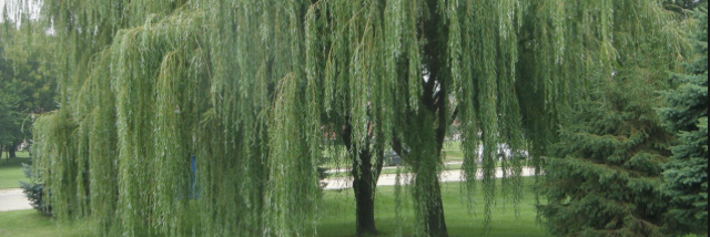 Cover image for post Spy, by Gymnastics