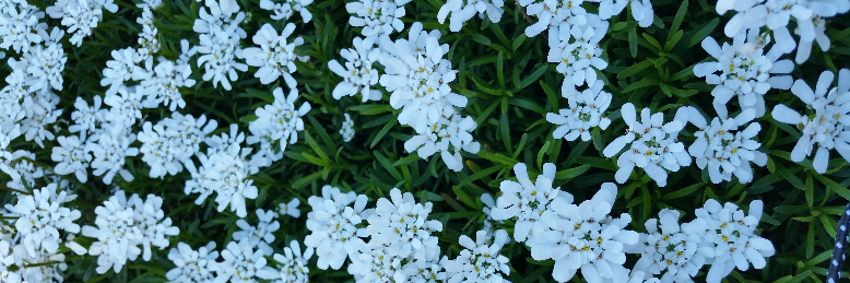 Cover image for post An Honest Love Poem, by trinaverbena