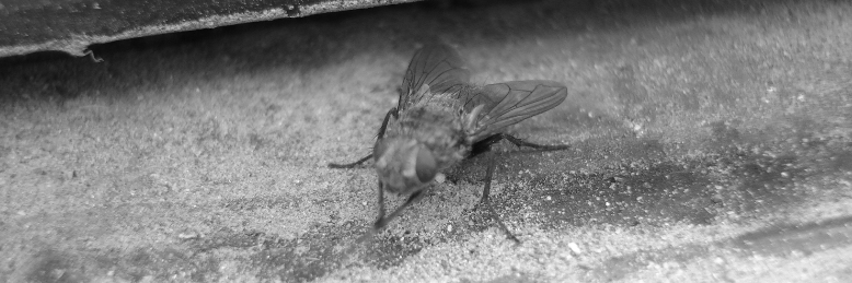 Cover image for post The Fly, by Justme