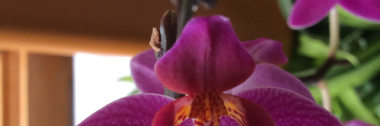 Cover image for post Tangled, by grace98