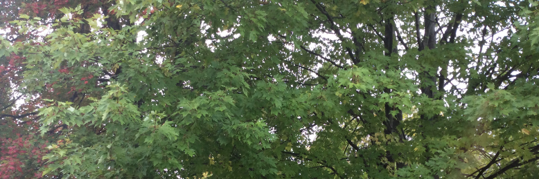 Cover image for post Truth Exists., by grace98