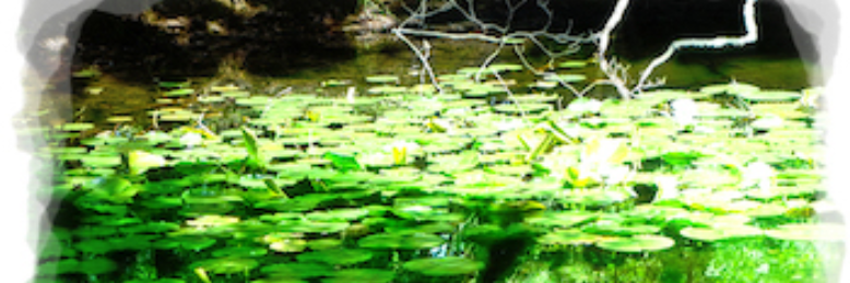 Cover image for post Sonnet for My Father, by grasshopper