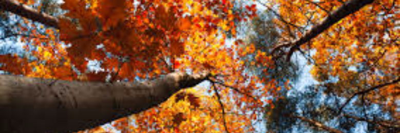 Cover image for post Autumn, by SLevasse