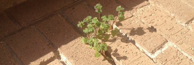 Cover image for post From the Expanse, by TheoGrey