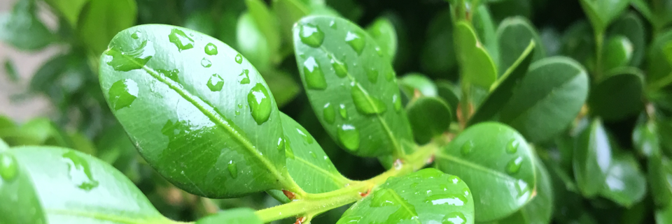 Cover image for post Memories of You, by ALifeWitArt