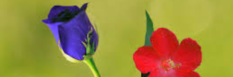 Cover image for post roses an' violets, by wordSwork