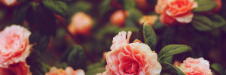 Cover image for post Paper Hearts, by IcarusandtheSun