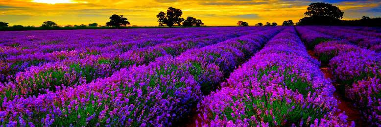 Cover image for post Purple Vistas, by sandflea68