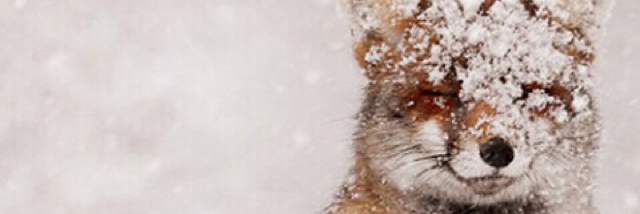 Cover image for post Foxy, by Schrieben_Wulf