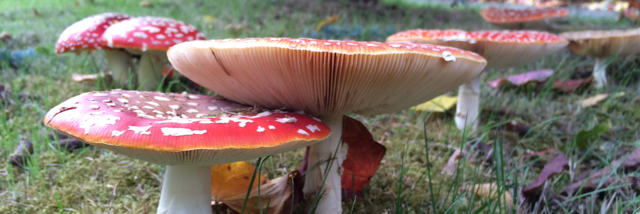 Cover image for post goodbye, by paintingflowers