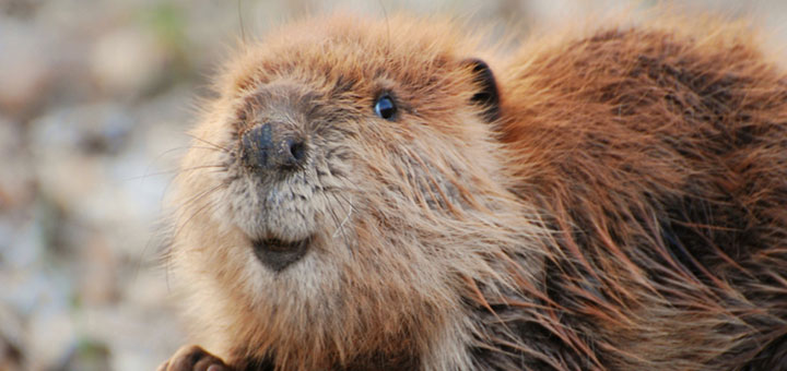 Cover image for post Beavers, by megashipper