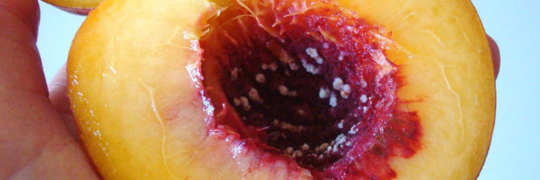 Cover image for post Succulent Peaches, by sandflea68