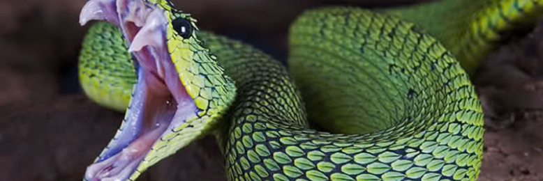 Cover image for post Venomous Seed, by sandflea68