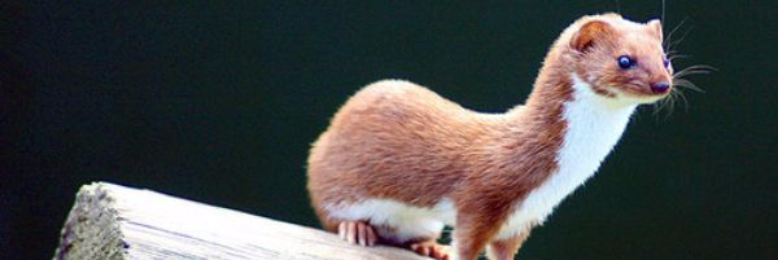 Cover image for post Red Ferret Baby, by ferretlover123