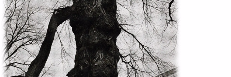 Cover image for post Avarice the Beast, by DC_Ferreira