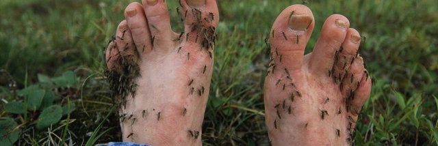 Cover image for post Mosquito Love, by derickijohnson