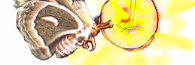 Cover image for post Six Legged Sacrifice, by sandflea68