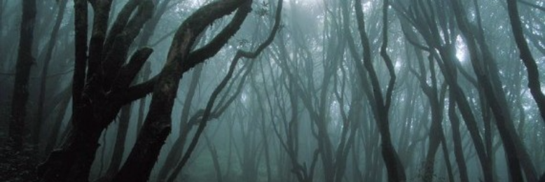 Cover image for post Cowardice, by emilyjiang