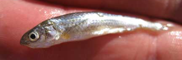 Cover image for post Untitled, by Minofish