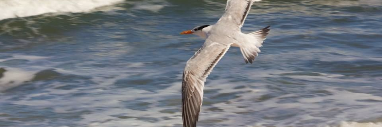 Cover image for post Ebb and Flow, by sandflea68