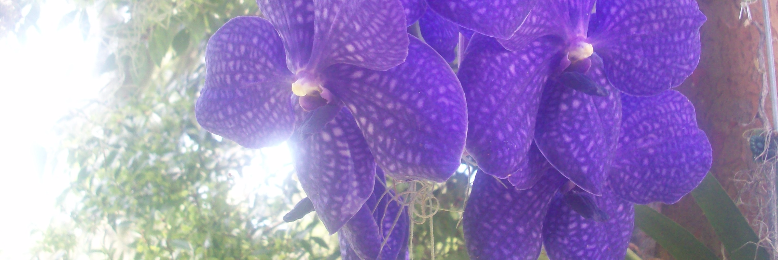 Cover image for post Purple Queen, by sandflea68