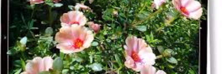 Cover image for post Picking Prose Posies, by sandflea68