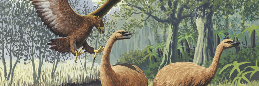 Cover image for post Jurassic June: Haast's Eagle, by Harry_Situation