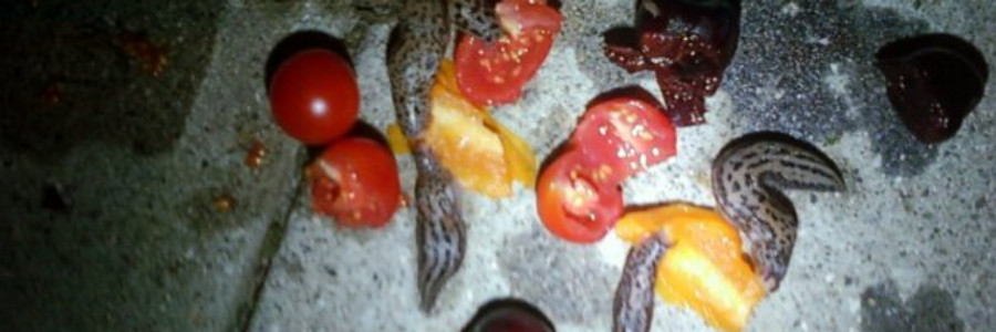 Cover image for post Slugs, by Plexiglassfruit