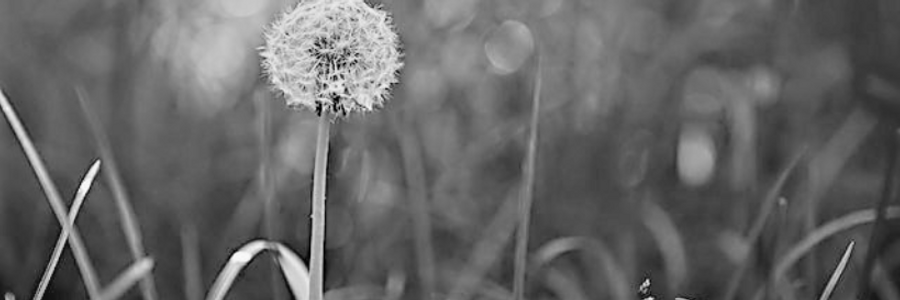 Cover image for post In the Garden, by CynthiaCalder