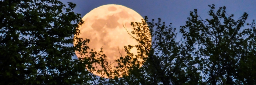 Cover image for post Moonlit Farewell, by MClarice