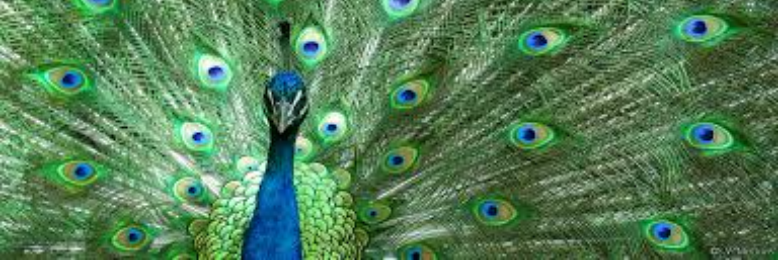 Cover image for post Peacock Tail Feather Words, by sandflea68