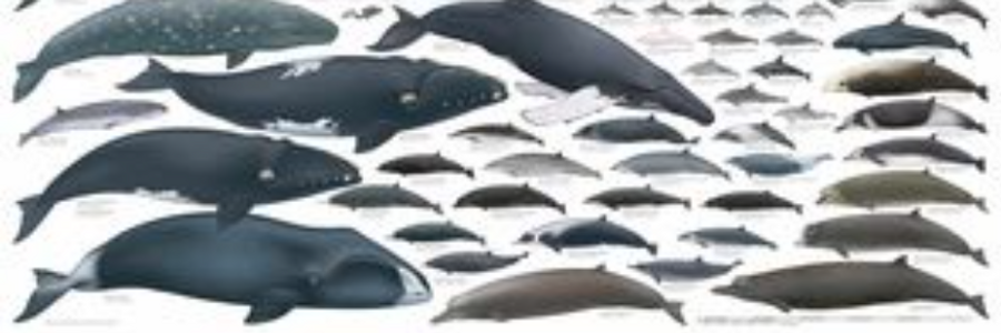 Cover image for post A whale of a tale, by Plexiglassfruit