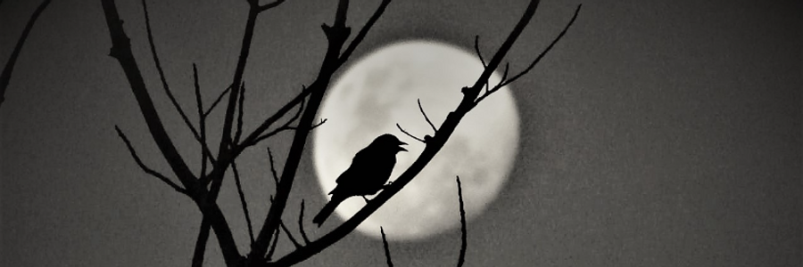 Cover image for post Beautiful Creature, by CynthiaCalder