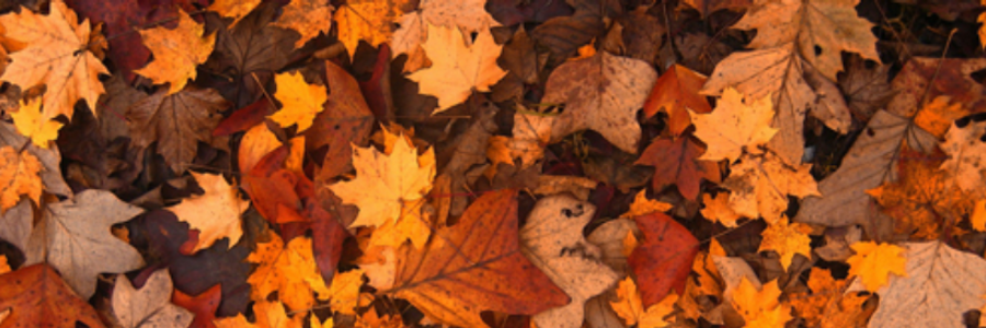 Cover image for post And So It Goes, by FallFrom_Grace