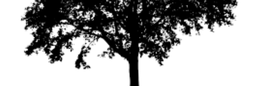 Cover image for post Tree of Life, by czbyoutz