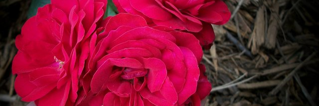 Cover image for post Roses for You..., by MilliePadigimus